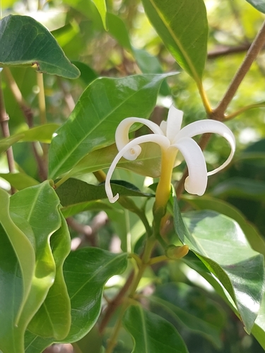 Landolphia myrtifolia, 2026-03-31