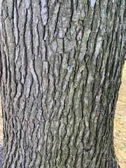 Liquidambar styraciflua