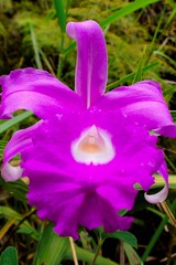 Sobralia macrantha