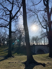 Liquidambar styraciflua