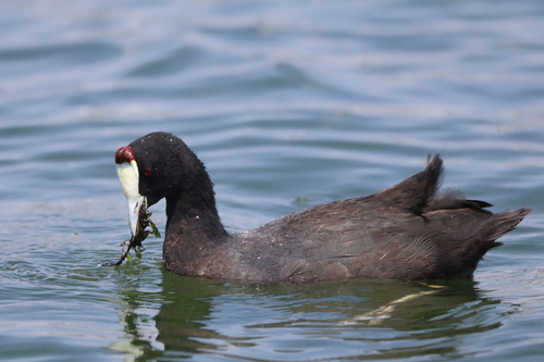 iNaturalist: (c) jandutoit, some rights reserved (CC BY-NC) iNaturalist image