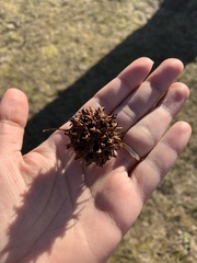 Liquidambar styraciflua