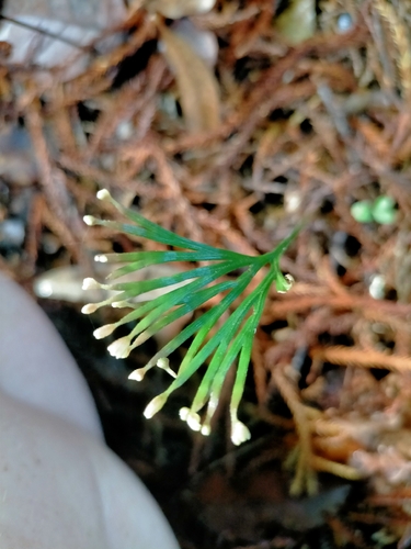 fan fern (Schizaea dichotoma)