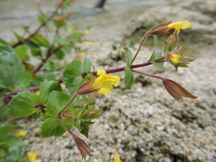 Erythranthe lagunensis