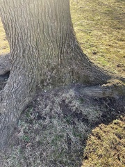Liquidambar styraciflua