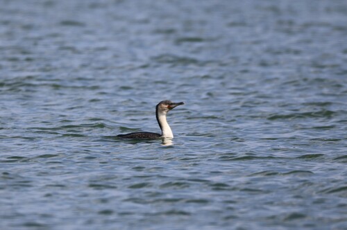 iNaturalist: (c) jandutoit, some rights reserved (CC BY-NC) iNaturalist image