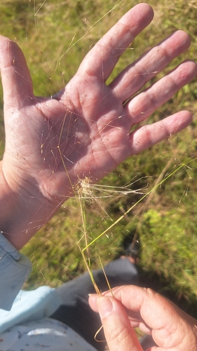 Agrostis montevidensis, 2026-03-31