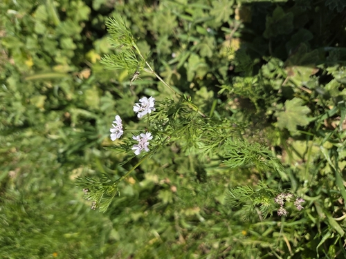 coriander