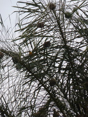 Ploceidae