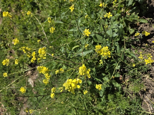 Shortpod Mustard