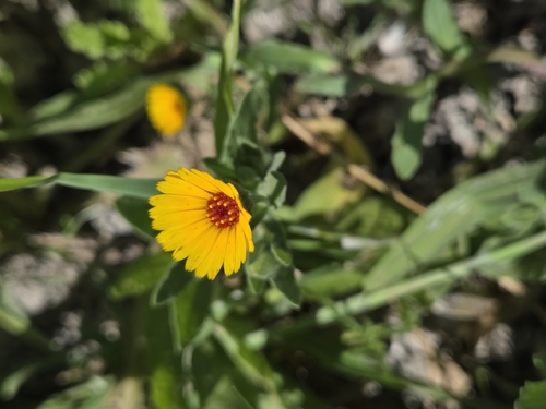 Calendula stellata