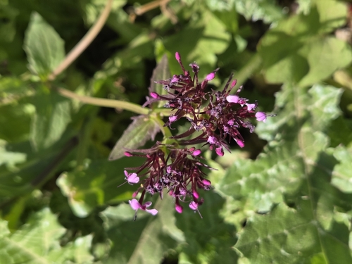 Horn-of-plenty