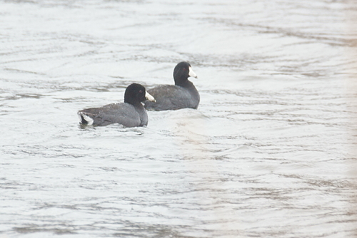 American Coot photographed in Illinois