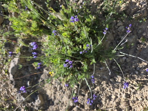 Cut-leaved lavender