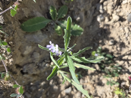 Smallflower Stock