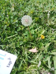 Taraxacum