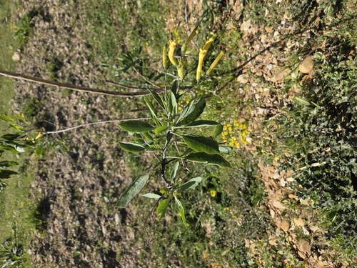 tree tobacco
