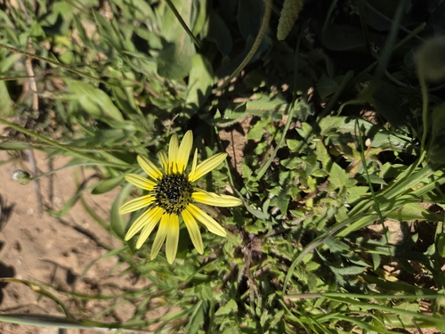 Capeweed