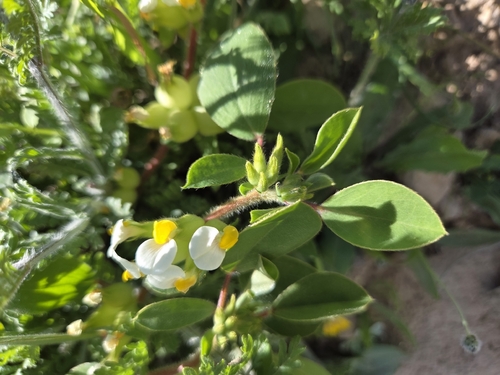 Bladder Vetch