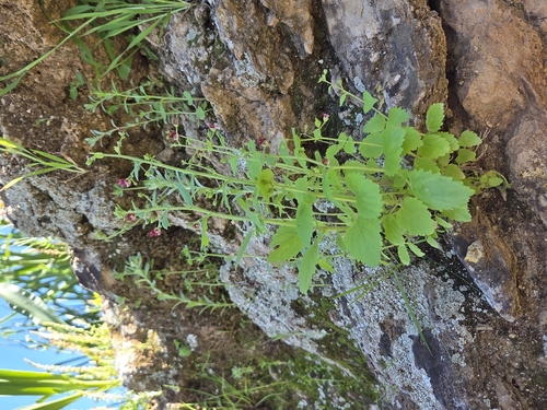 Scrophularia arguta