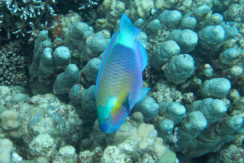 Chlorurus sordidus