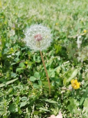 Taraxacum