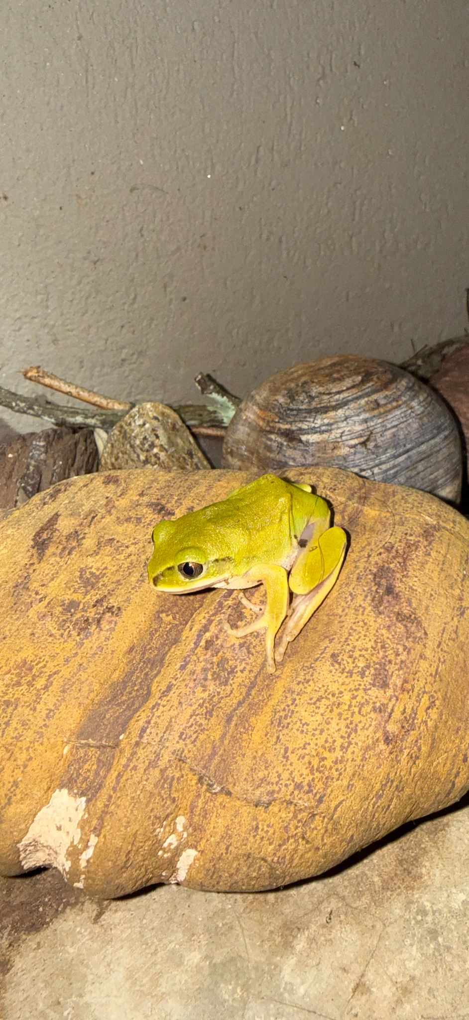 Leptopelis mossambicus Poynton, 1985