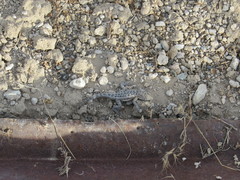 Uta stansburiana stansburiana