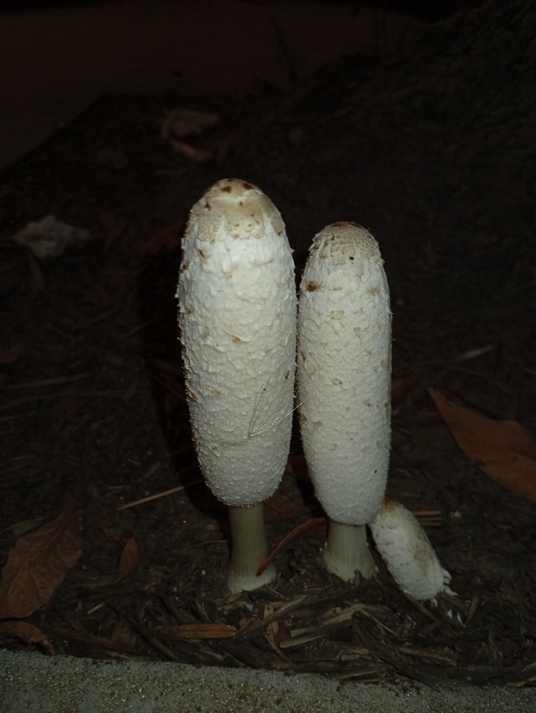 Coprinus comatus · March 2026 · photo: © gustavopuente (iNaturalist, cc-by-nc)