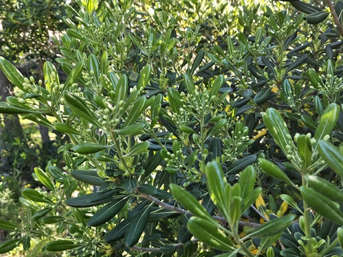 Japanese cheesewood (Pittosporum tobira)