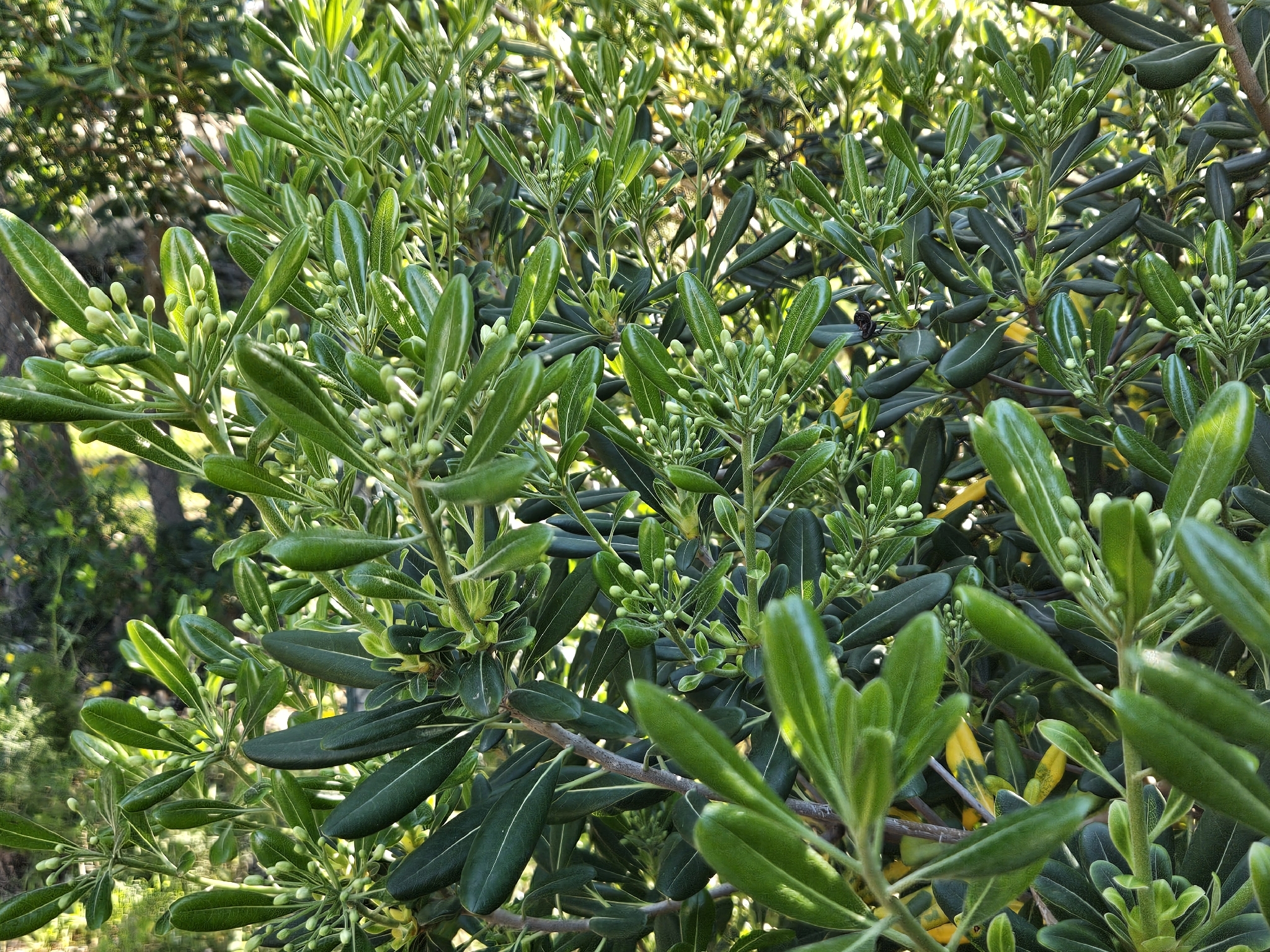 Japanese Cheesewood (Pittosporum tobira)