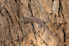 Gehyra versicolor