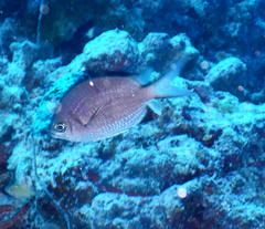 Chromis nigroanalis