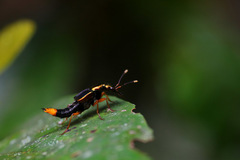 Actinus macleayi