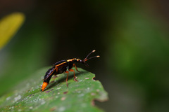 Actinus macleayi