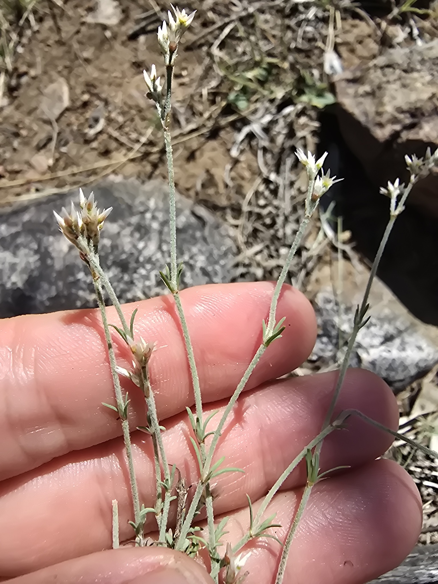 Imagem de Polycarpaea corymbosa