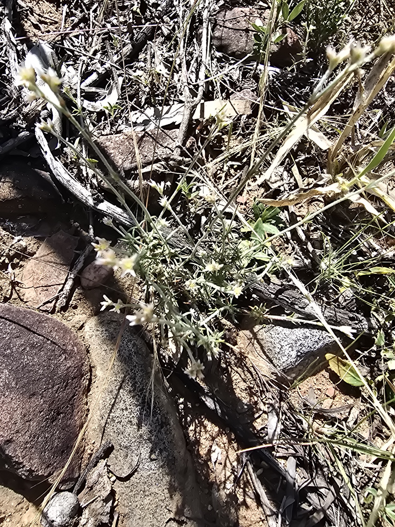 Imagem de Polycarpaea corymbosa