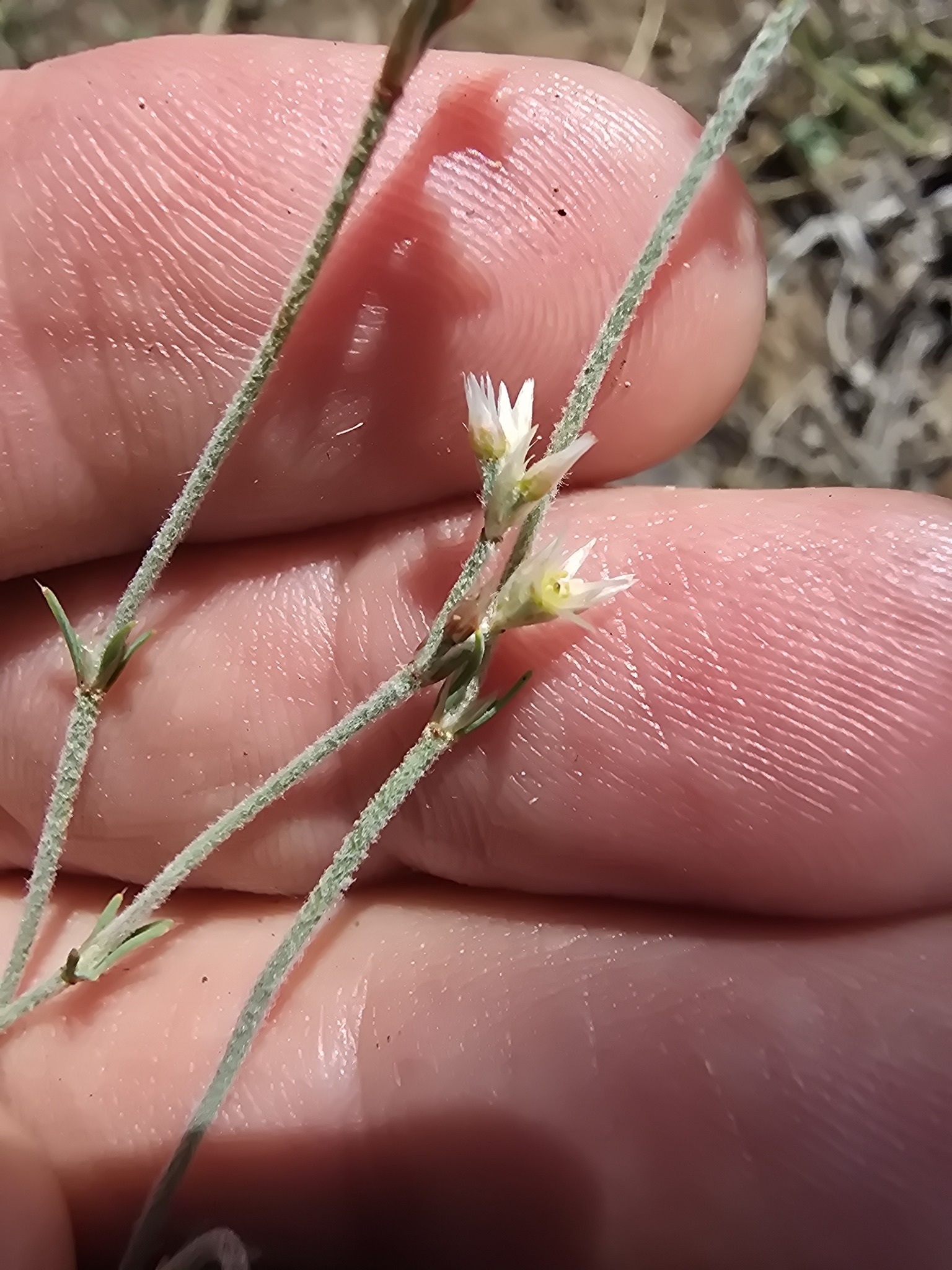 Imagem de Polycarpaea corymbosa