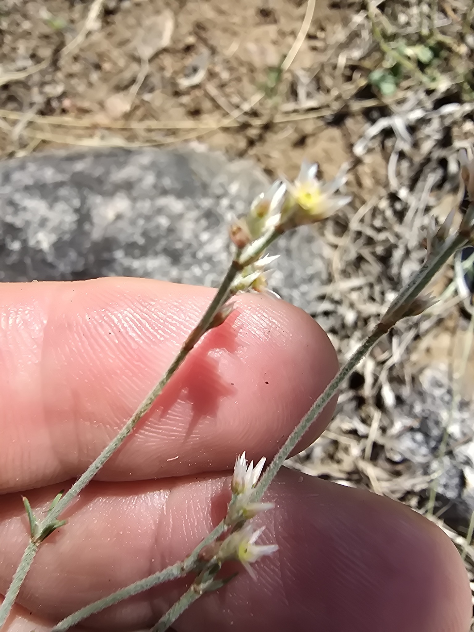 Imagem de Polycarpaea corymbosa