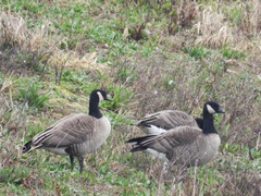 Branta canadensis parvipes