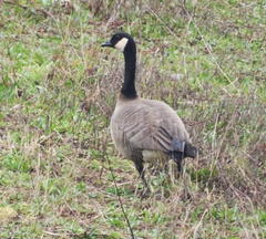 Branta canadensis parvipes