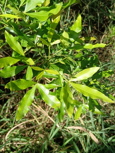 white-ironwood (Vepris lanceolata)