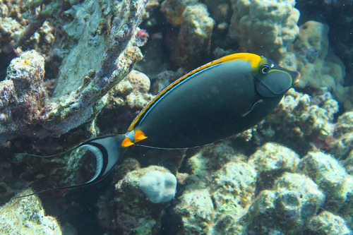 Naso elegans