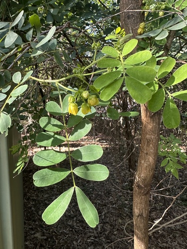 Senna gaudichaudii observed 2026-03-30