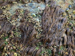 Melanosiphon intestinalis