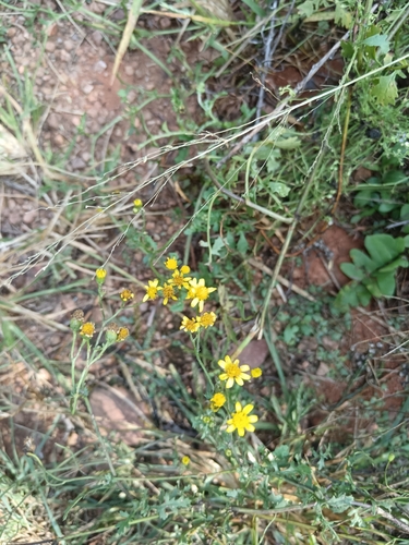 Parsley Cineraria (Cineraria lyratiformis)