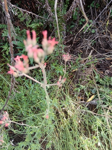 Kalanchoe rotundifolia (Kalanchoe rotundifolia)