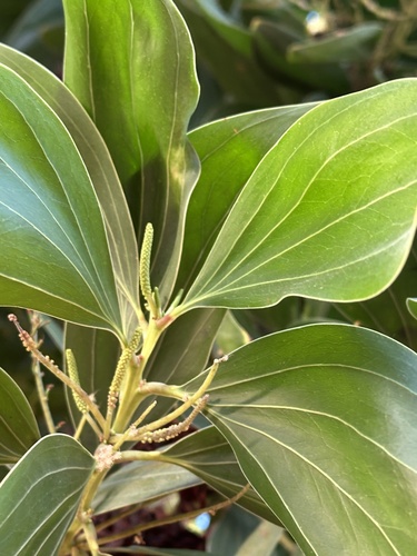 Big-leaved Acacia