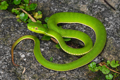 Chinese Green Tree Viper photo 5