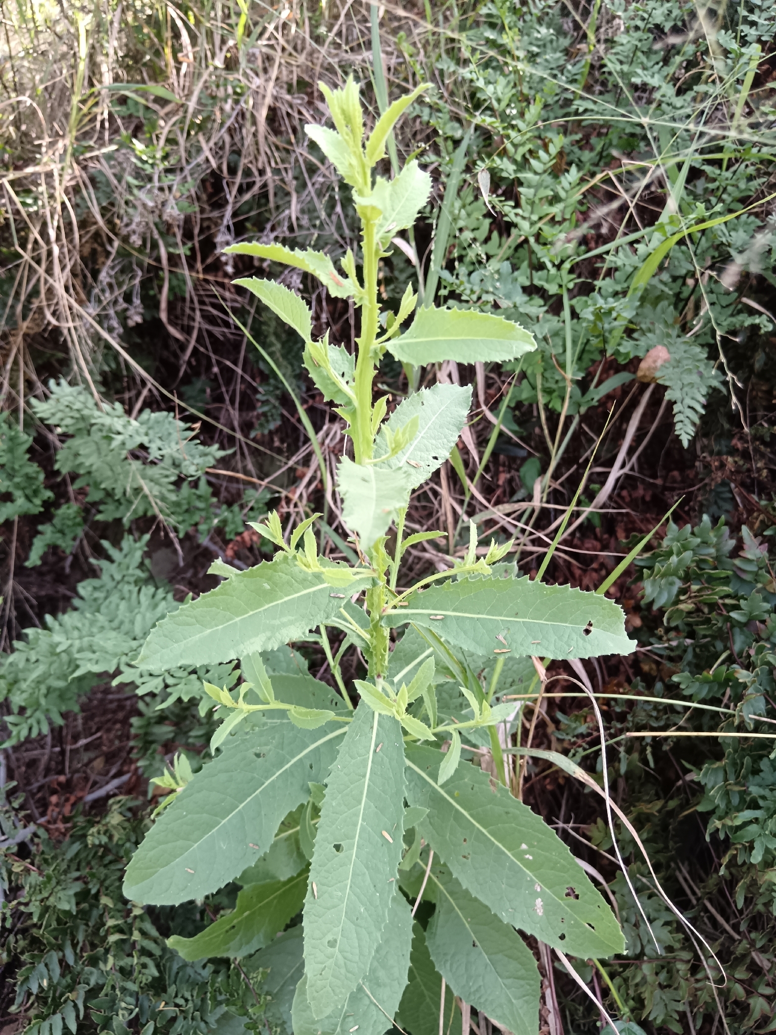 Laggera Crispata (Laggera crispata)